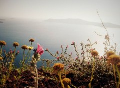  Nature Fleurs  Santorini