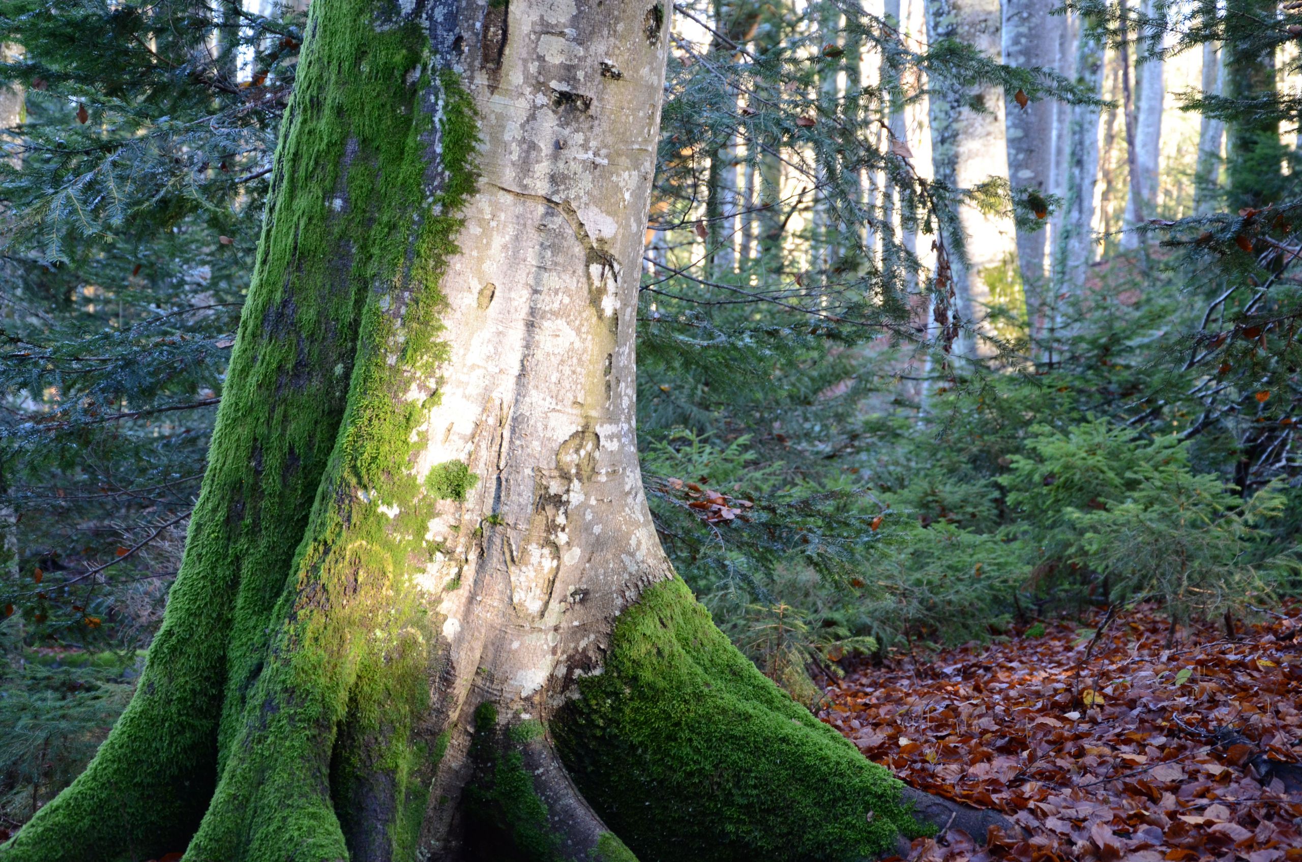 Fonds d'cran Nature Arbres - Forts 