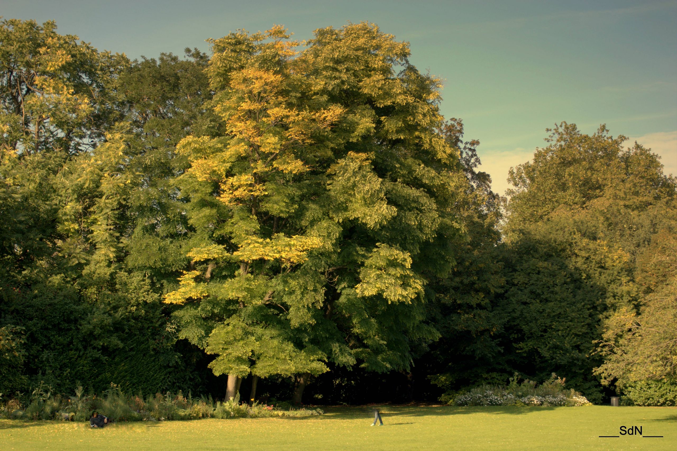 Fonds d'cran Nature Arbres - Forts PARCS ET JARDINS