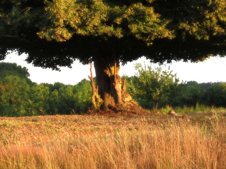 Fonds d'cran Nature Arbres - Forts bretagne cote d'armor