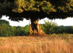  Nature bretagne cote d'armor