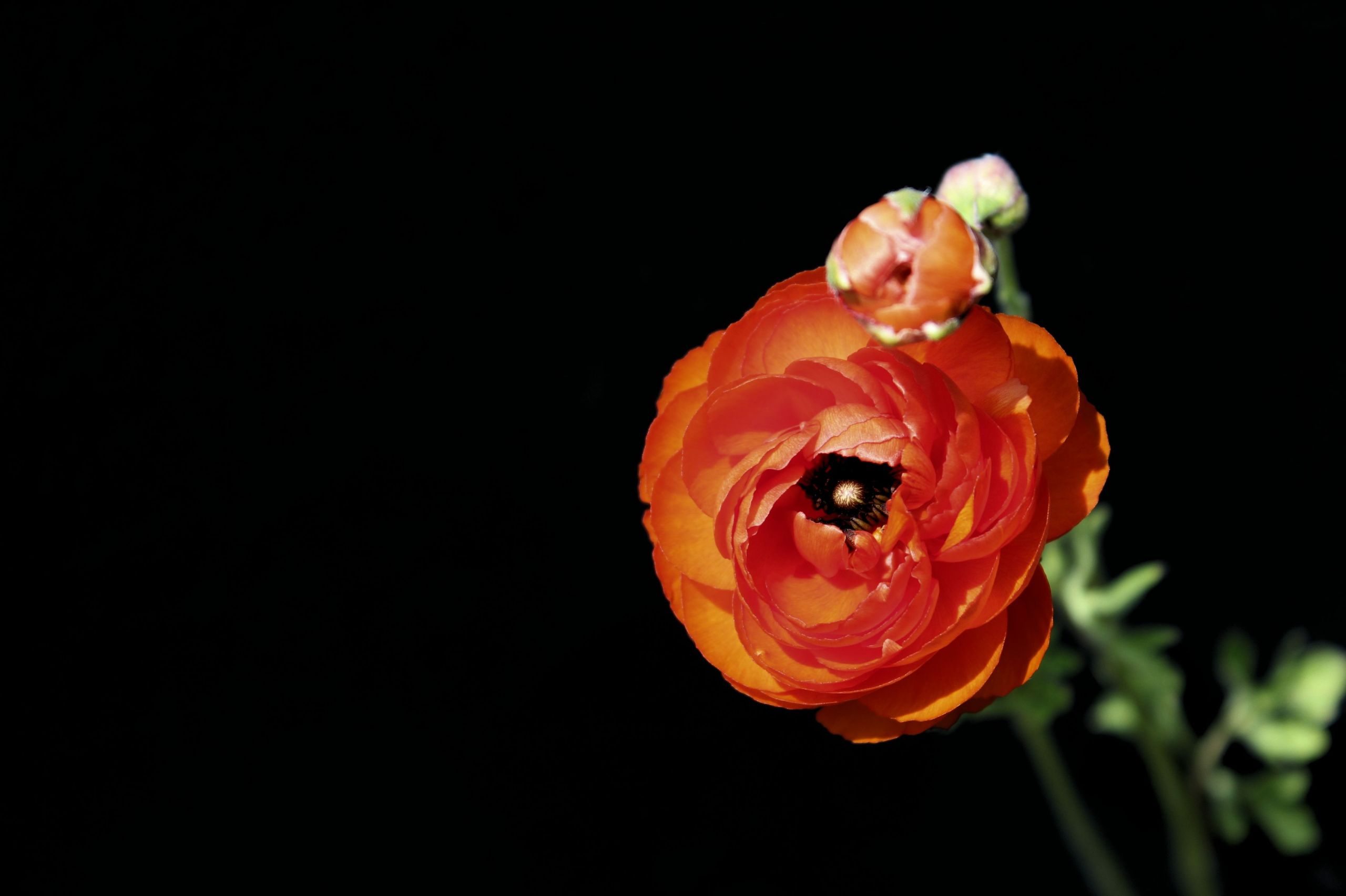 Fonds d'cran Nature Fleurs 