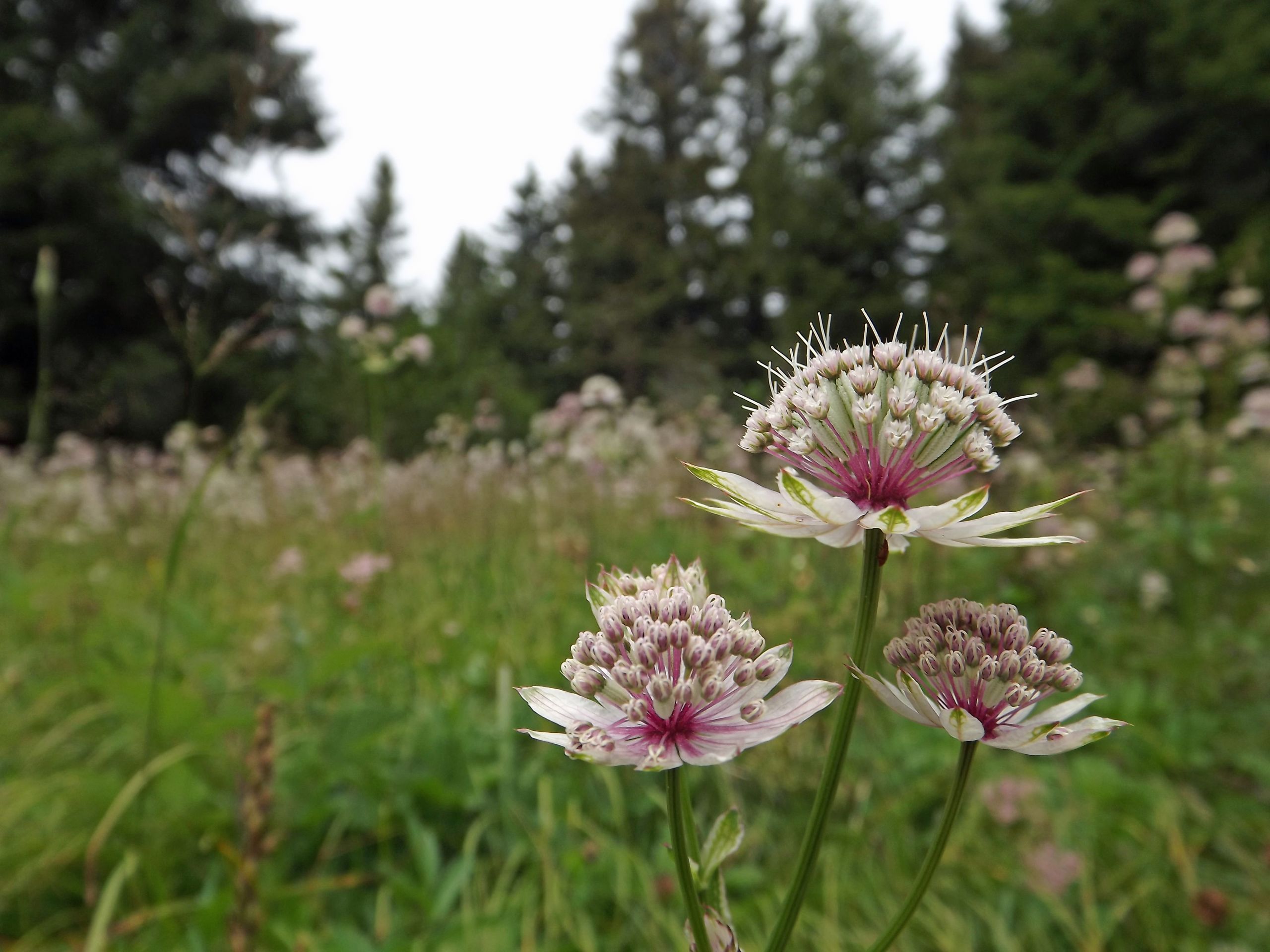 Wallpapers Nature Flowers 