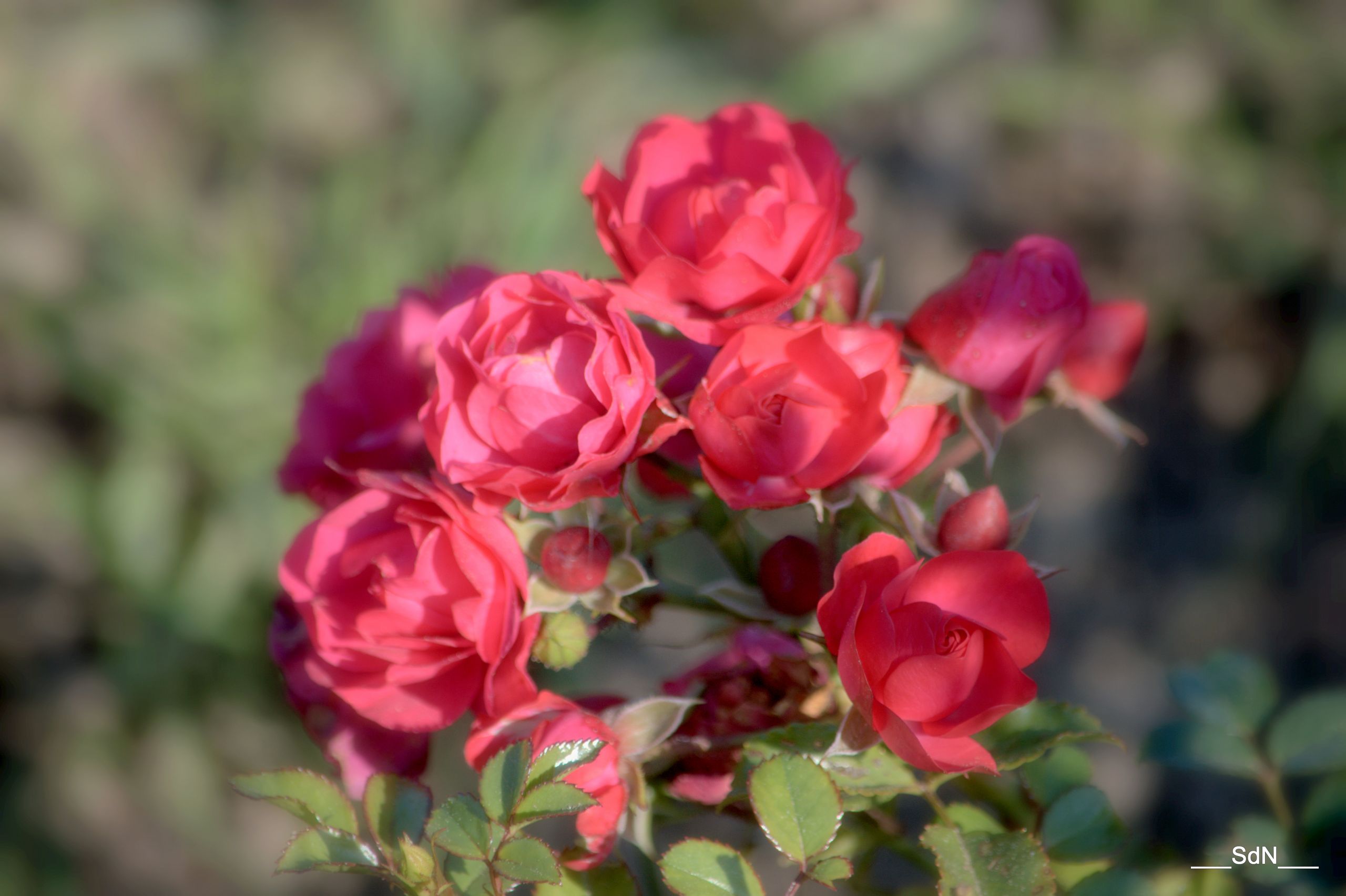 Fonds d'cran Nature Fleurs PARCS ET JARDINS