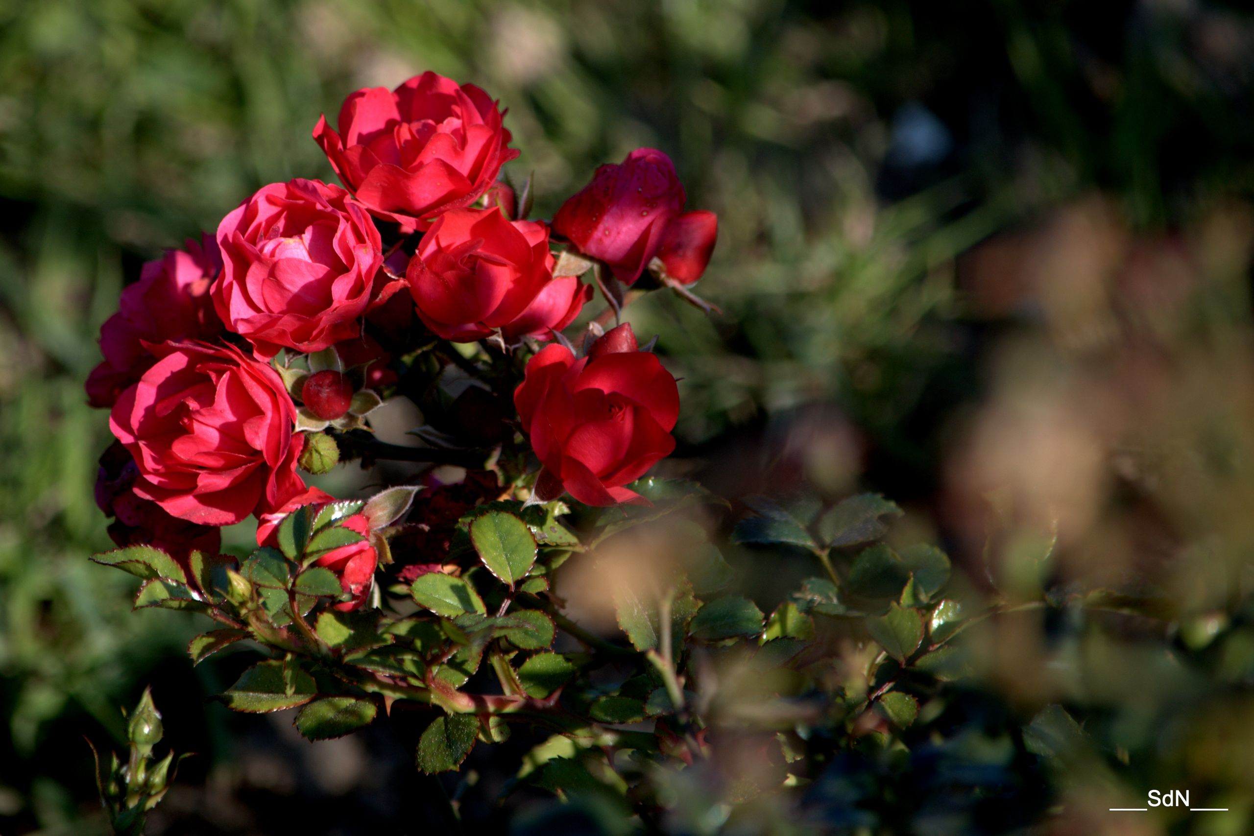 Fonds d'cran Nature Fleurs PARCS ET JARDINS