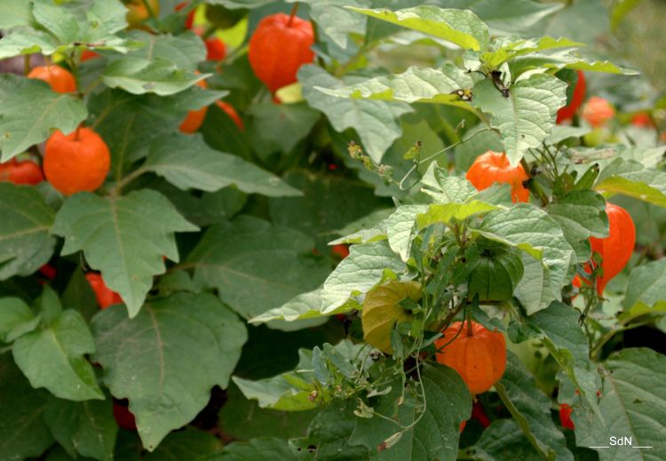 Fonds d'cran Nature Fleurs PARCS ET JARDINS