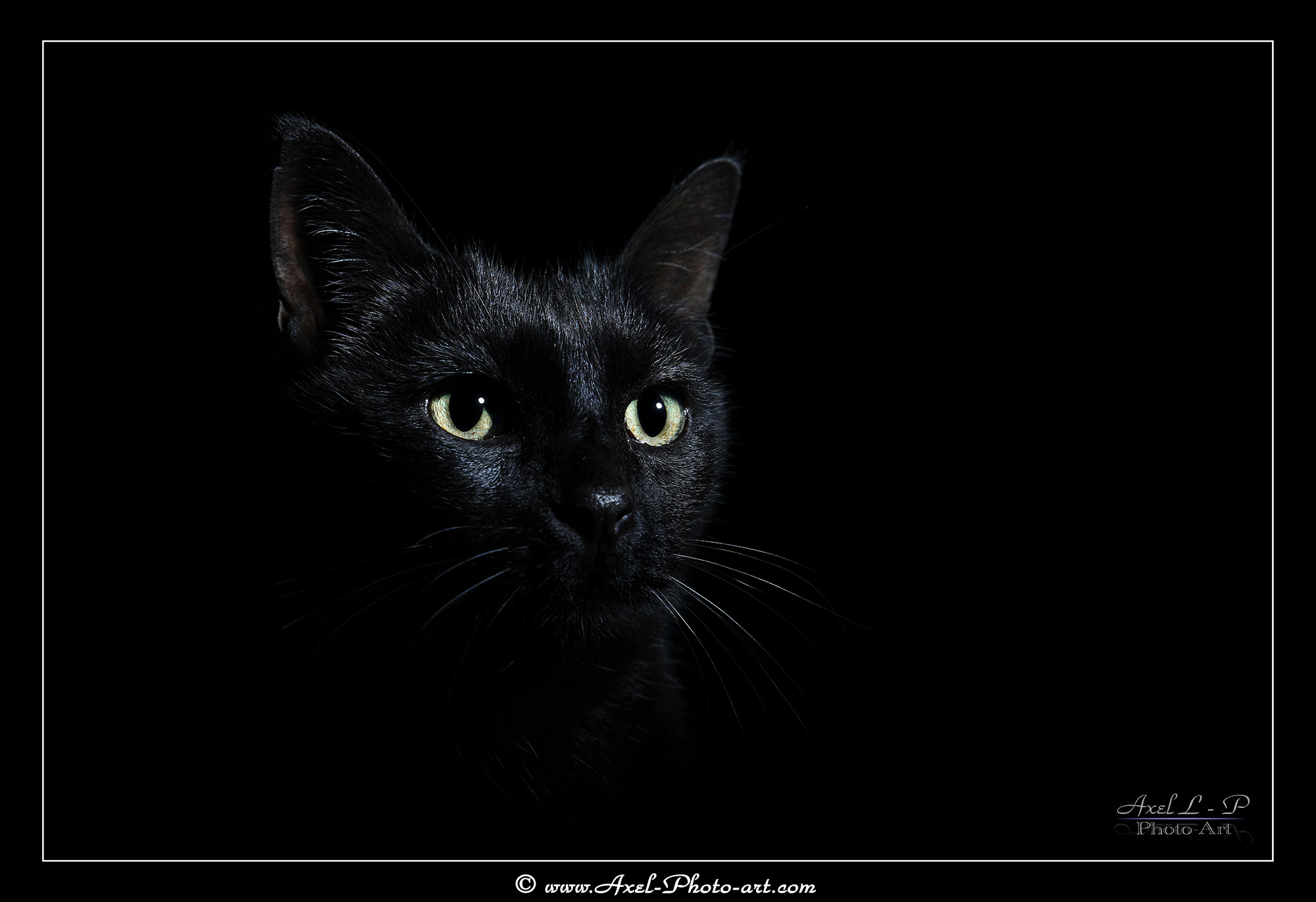 Wallpapers Animals Cats - Kittens Chat noir - Anubis