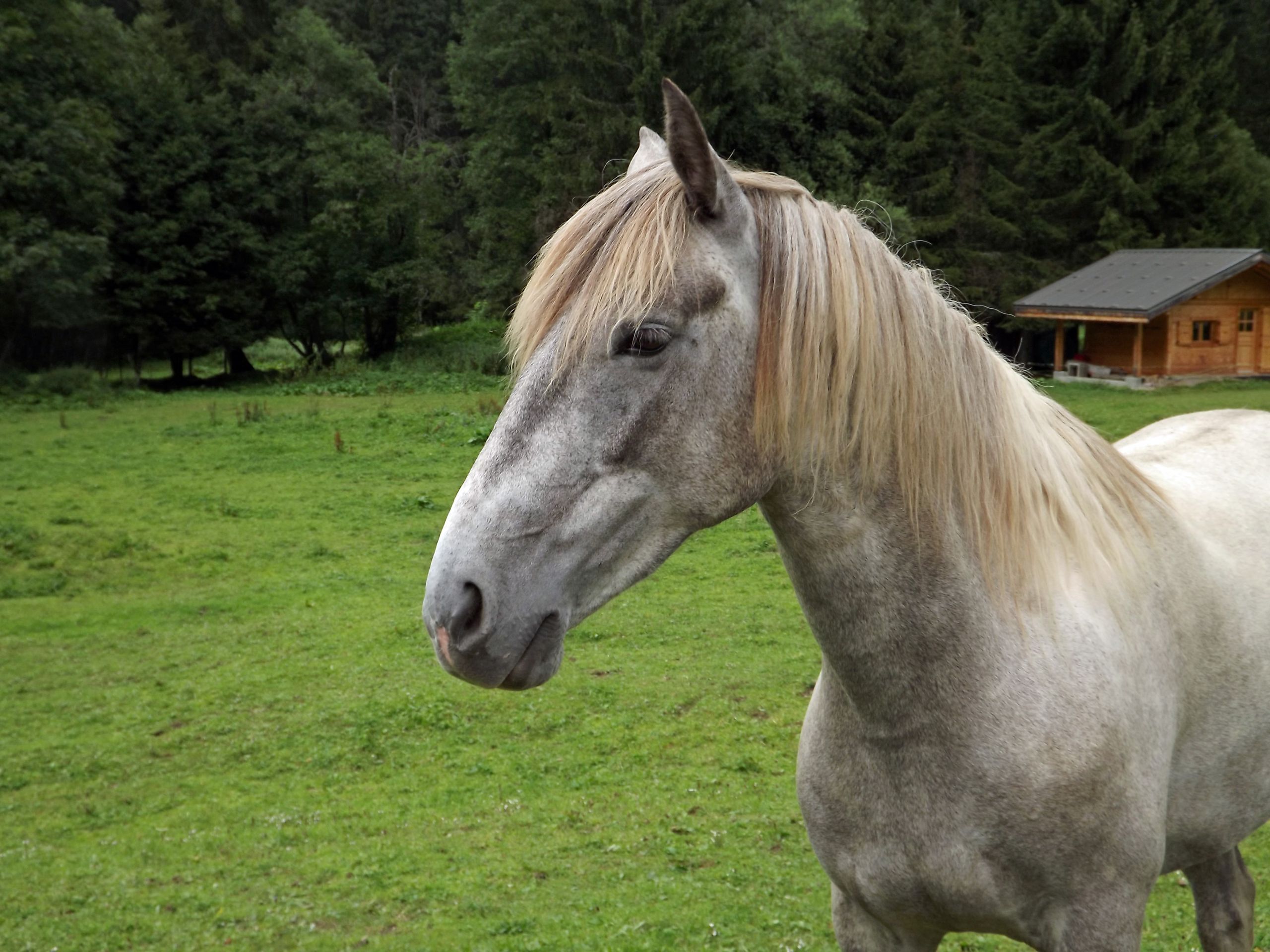 Fonds d'cran Animaux Chevaux 