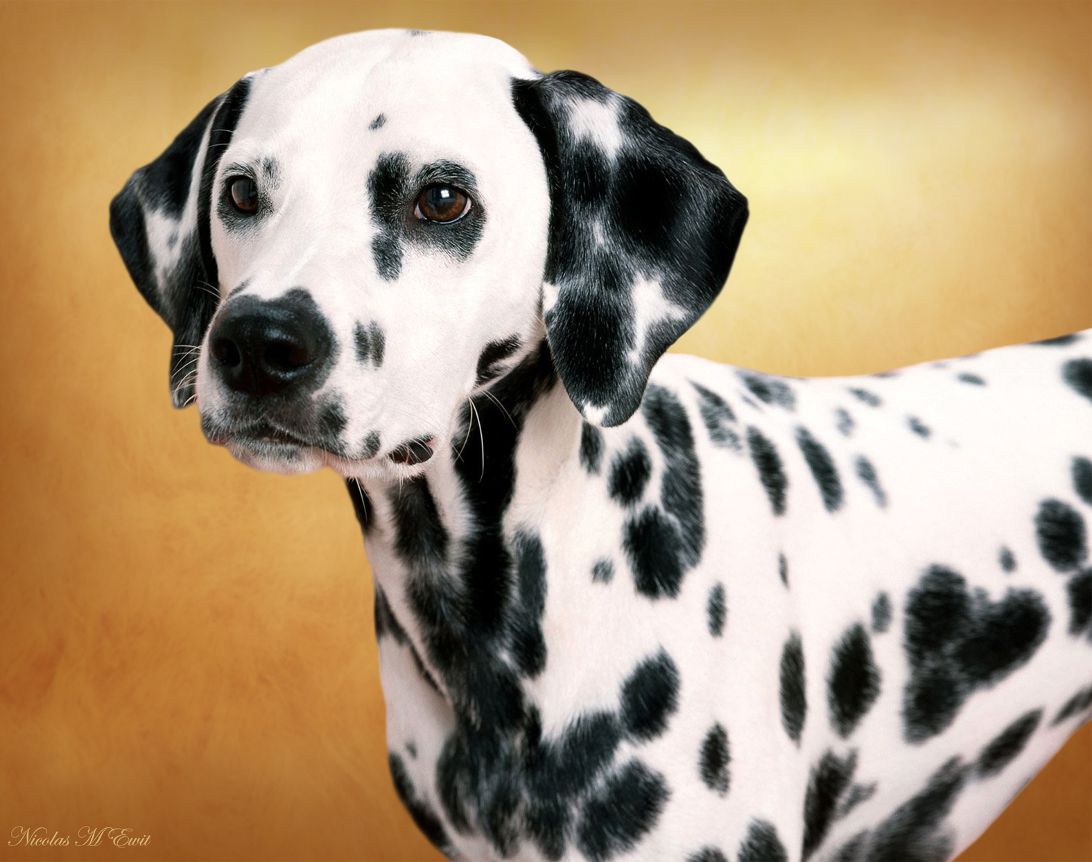 Wallpapers Animals Dogs Portrait