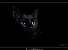  Animaux Chat noir - Anubis