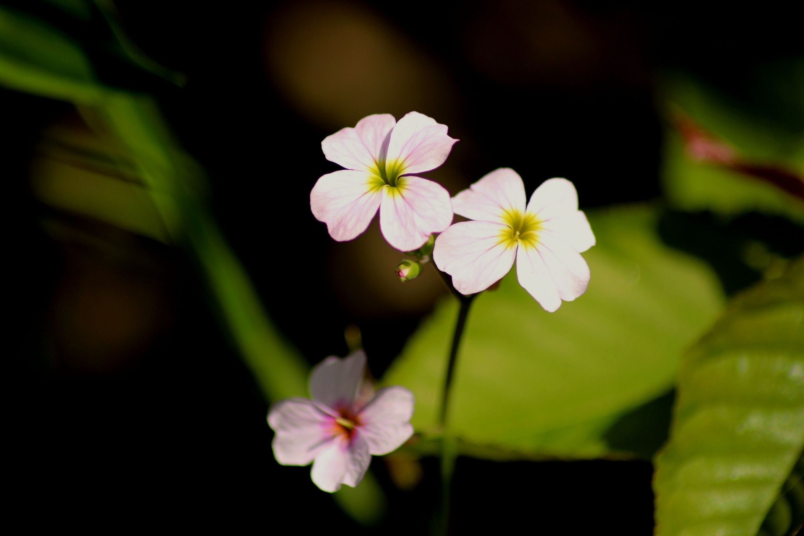 Fonds d'cran Nature Fleurs 