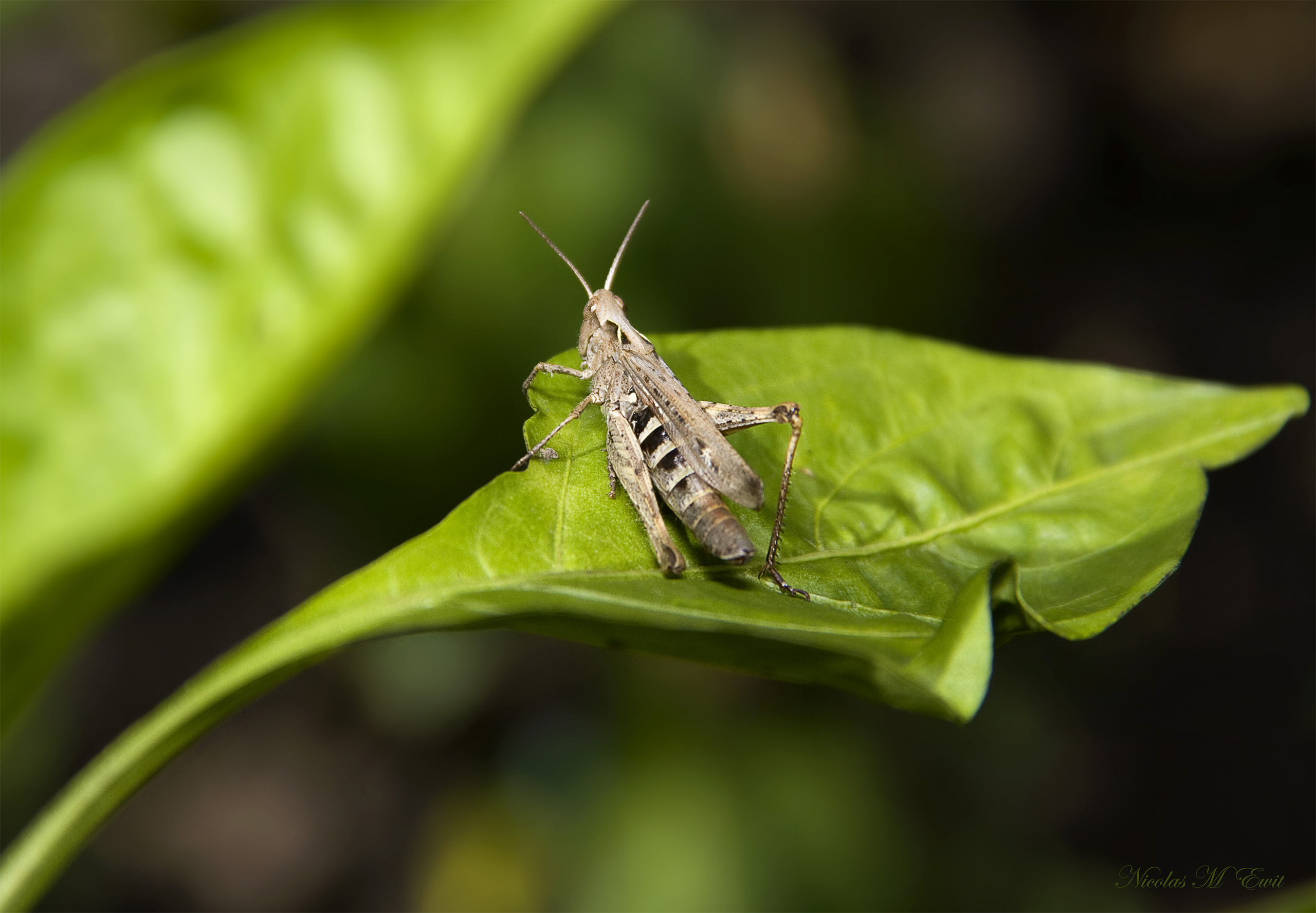 Fonds d'cran Animaux Insectes - Sauterelles et Criquets 