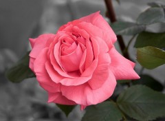  Nature Rose
