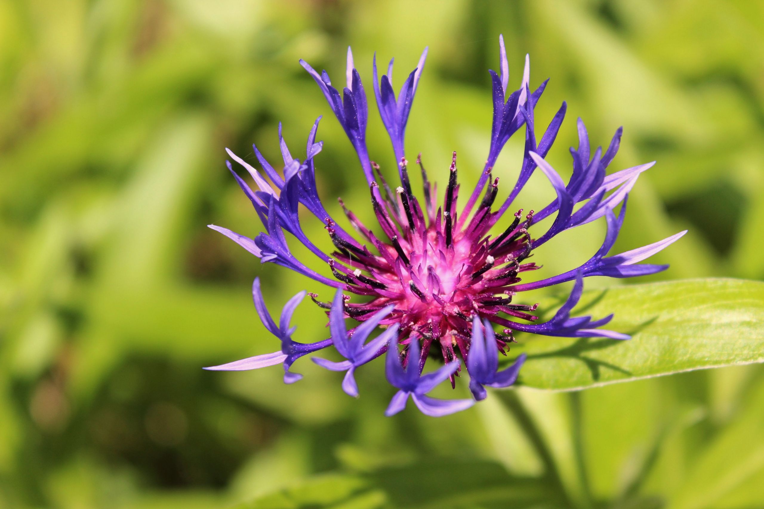 Fonds d'cran Nature Fleurs 