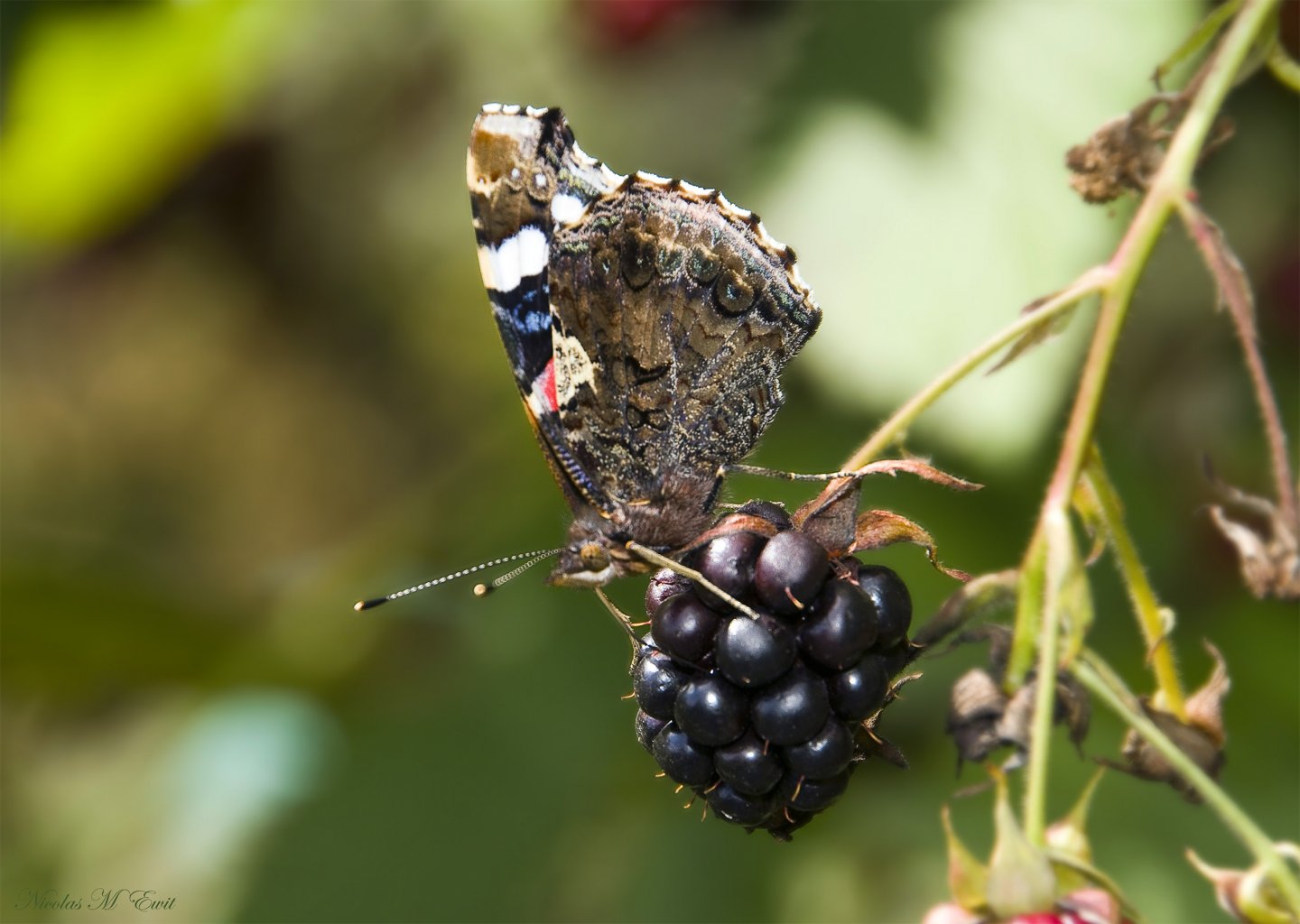 Wallpapers Animals Insects - Butterflies 