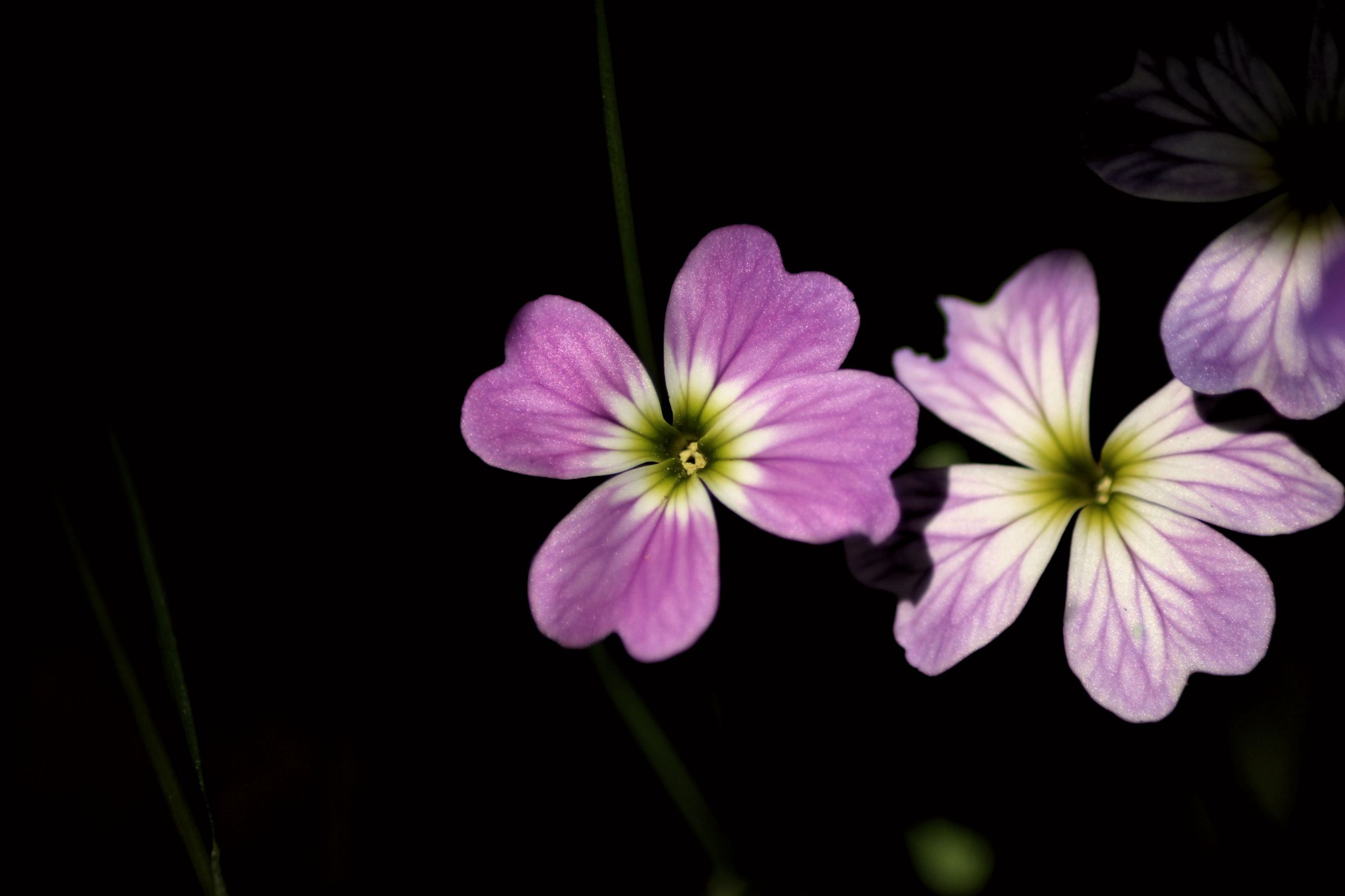 Fonds d'cran Nature Fleurs 