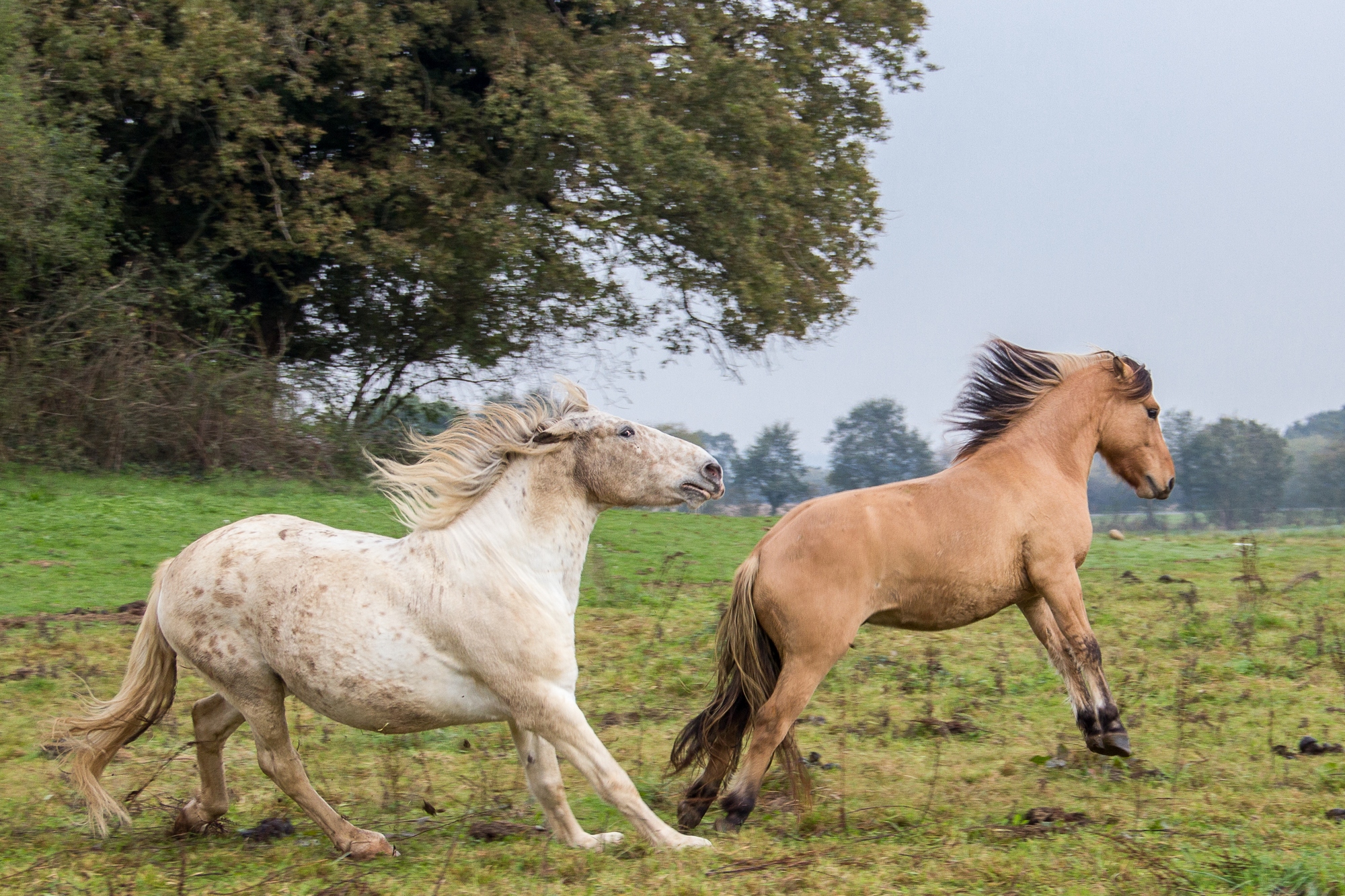 Fonds d'cran Animaux Chevaux 