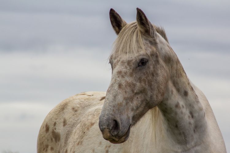 Fonds d'cran Animaux Chevaux Wallpaper N364066