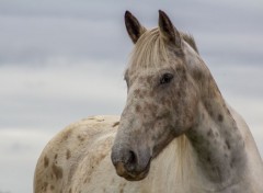  Animaux Image sans titre N364066