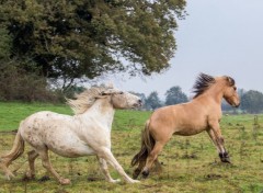  Animaux Image sans titre N364068