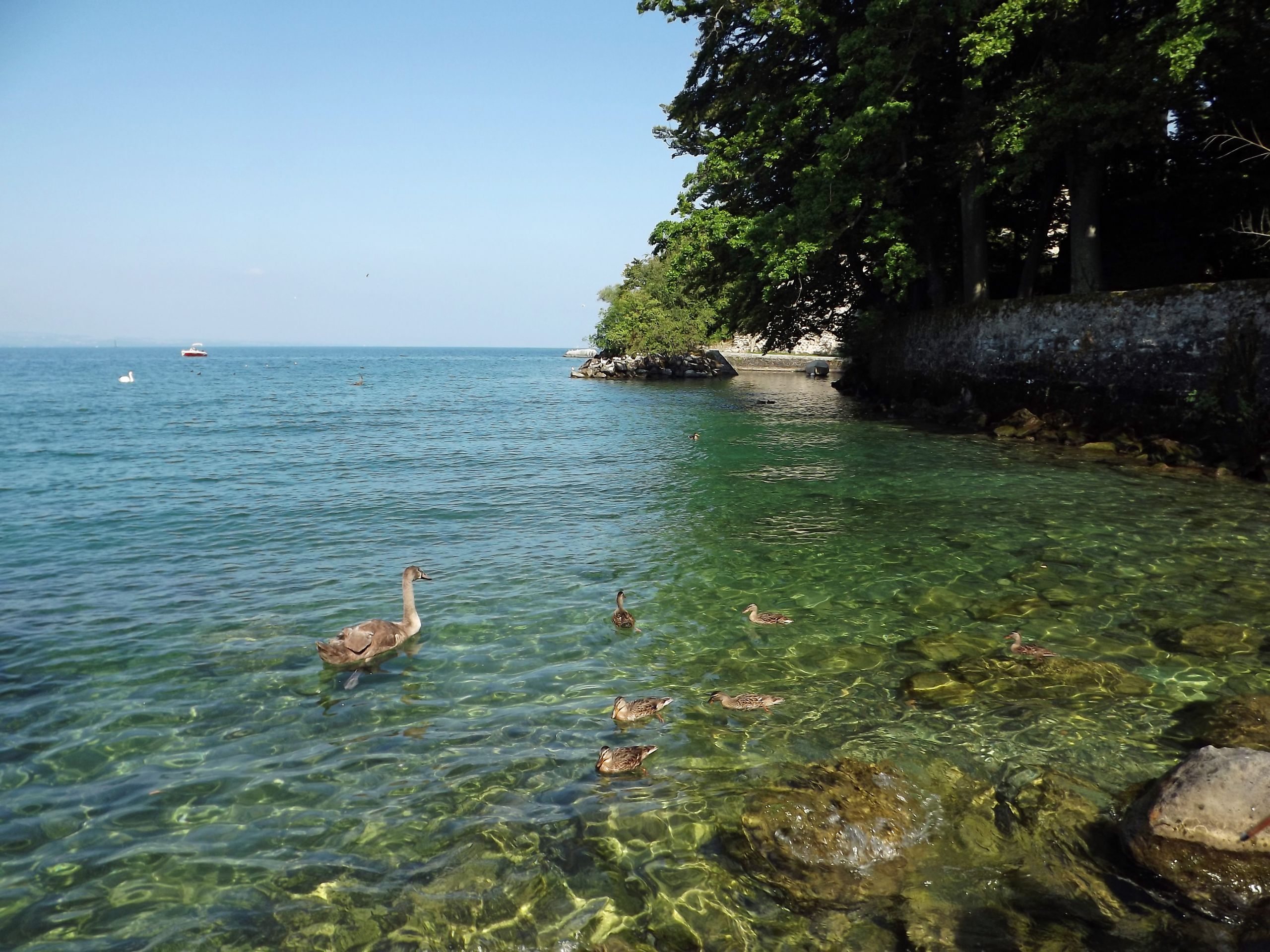 Wallpapers Nature Lakes - Ponds au bords du lac léman 