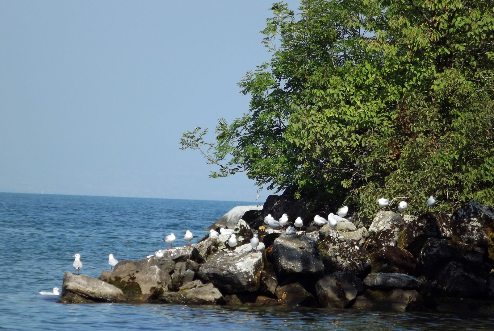 Fonds d'cran Nature Lacs - Etangs au bords du lac léman 