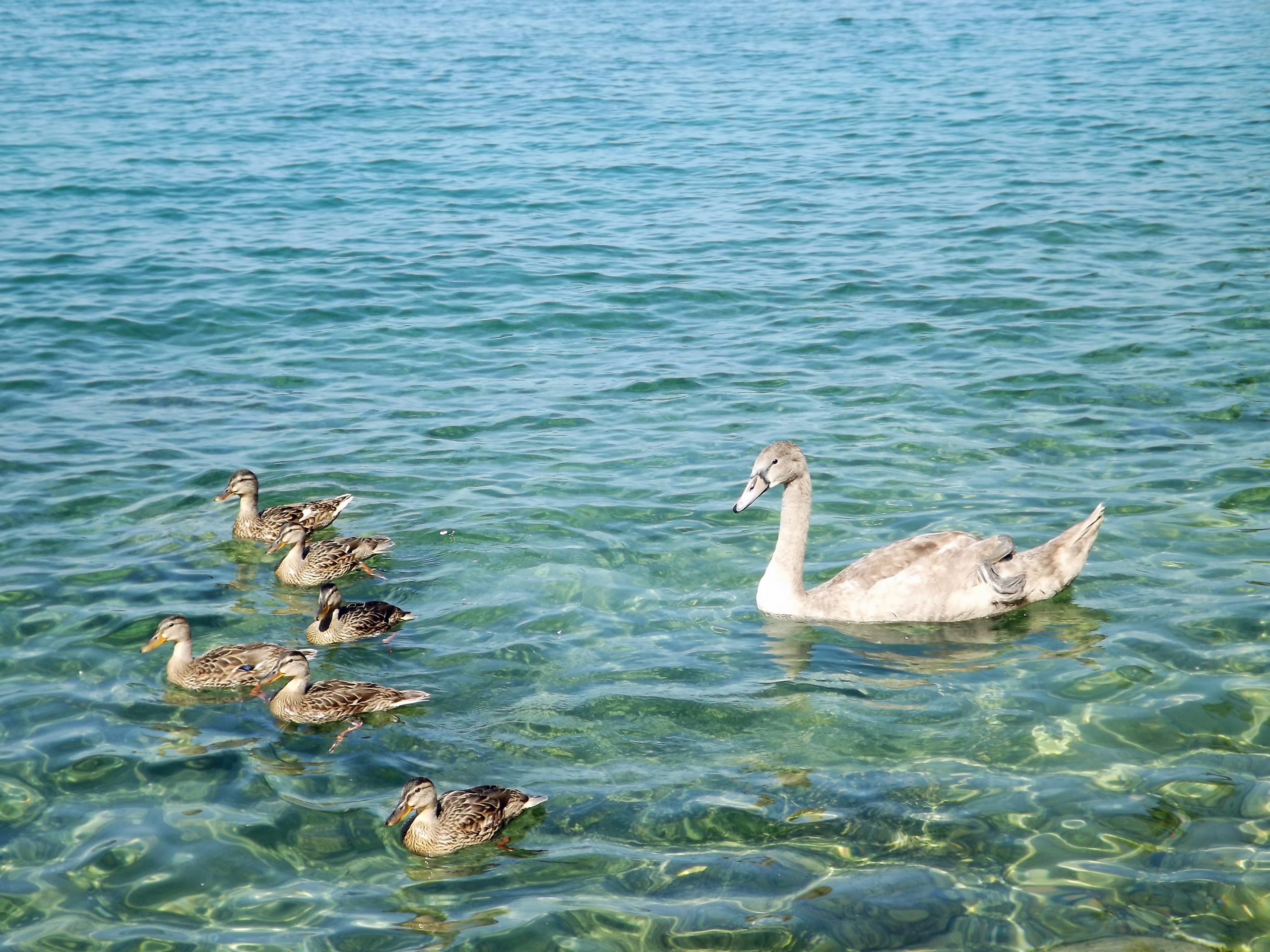 Wallpapers Animals Birds - Swans 