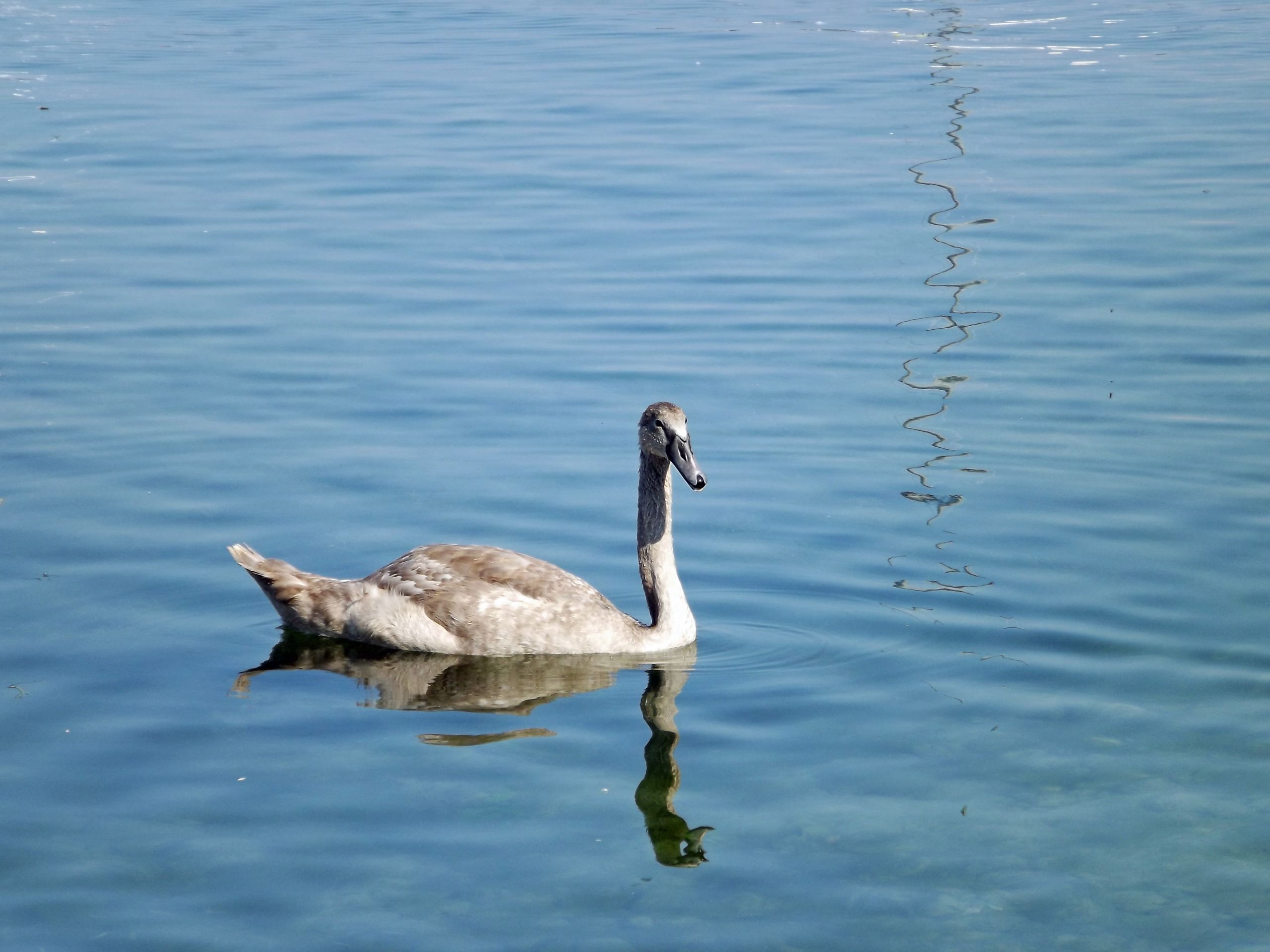 Wallpapers Animals Birds - Swans 