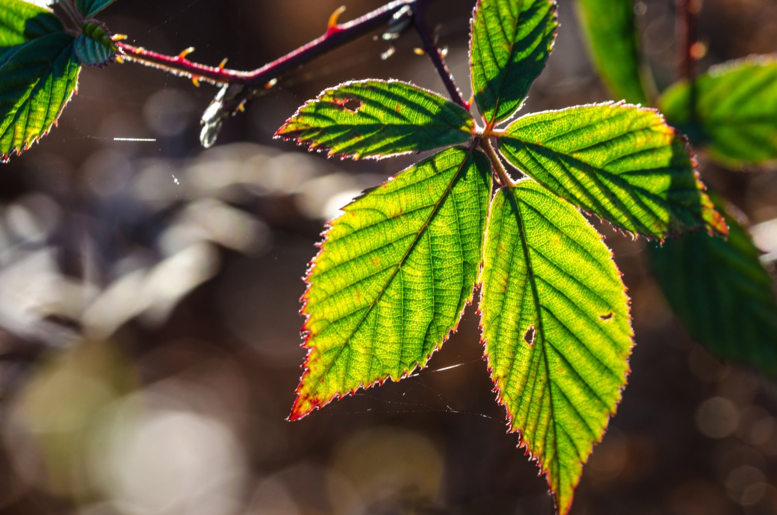 Fonds d'cran Nature Saisons - Automne 