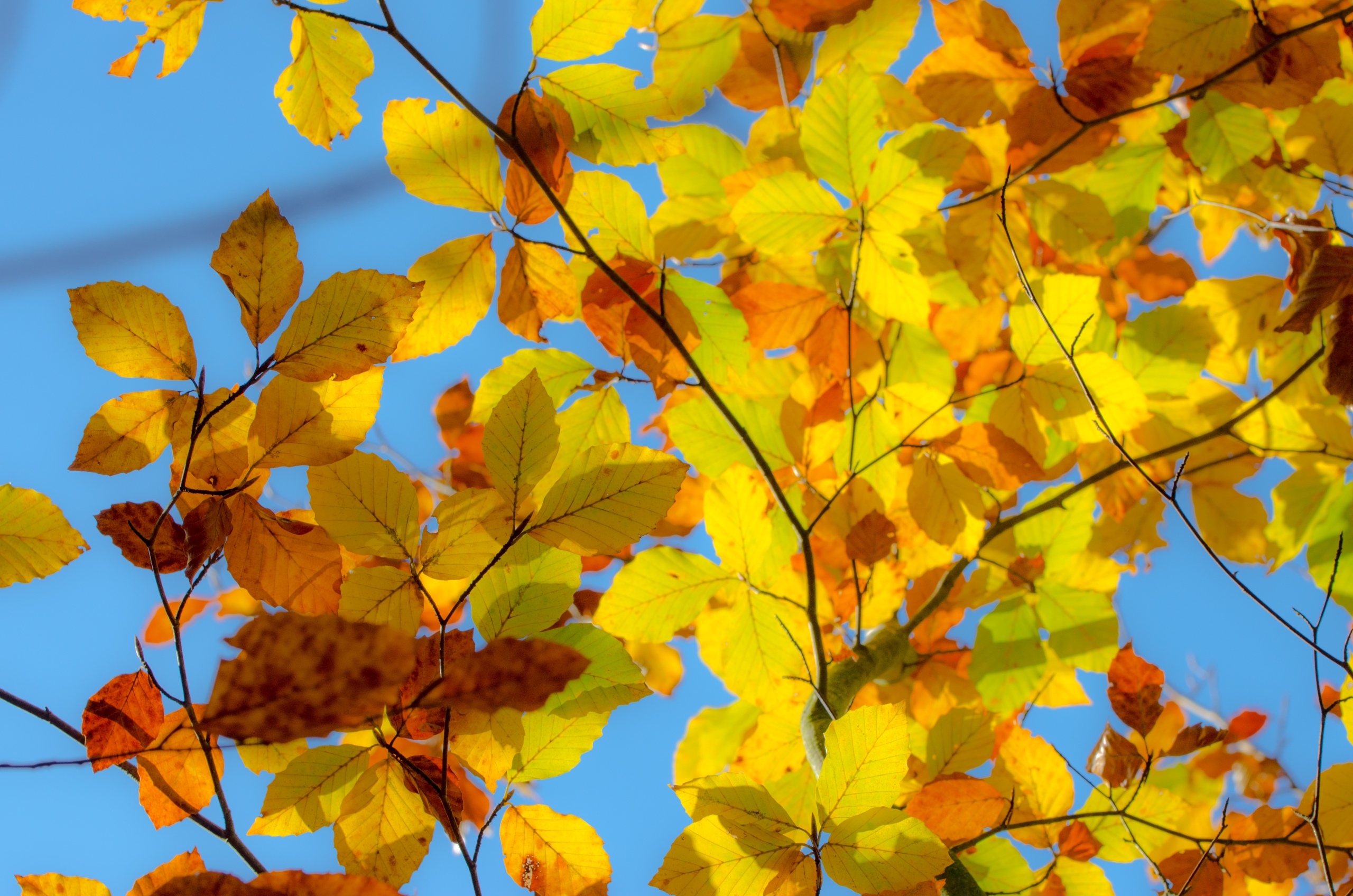 Fonds d'cran Nature Saisons - Automne 