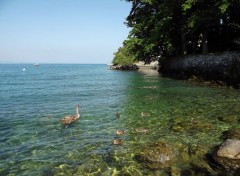  Nature au bords du lac léman 