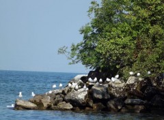  Nature au bords du lac léman 