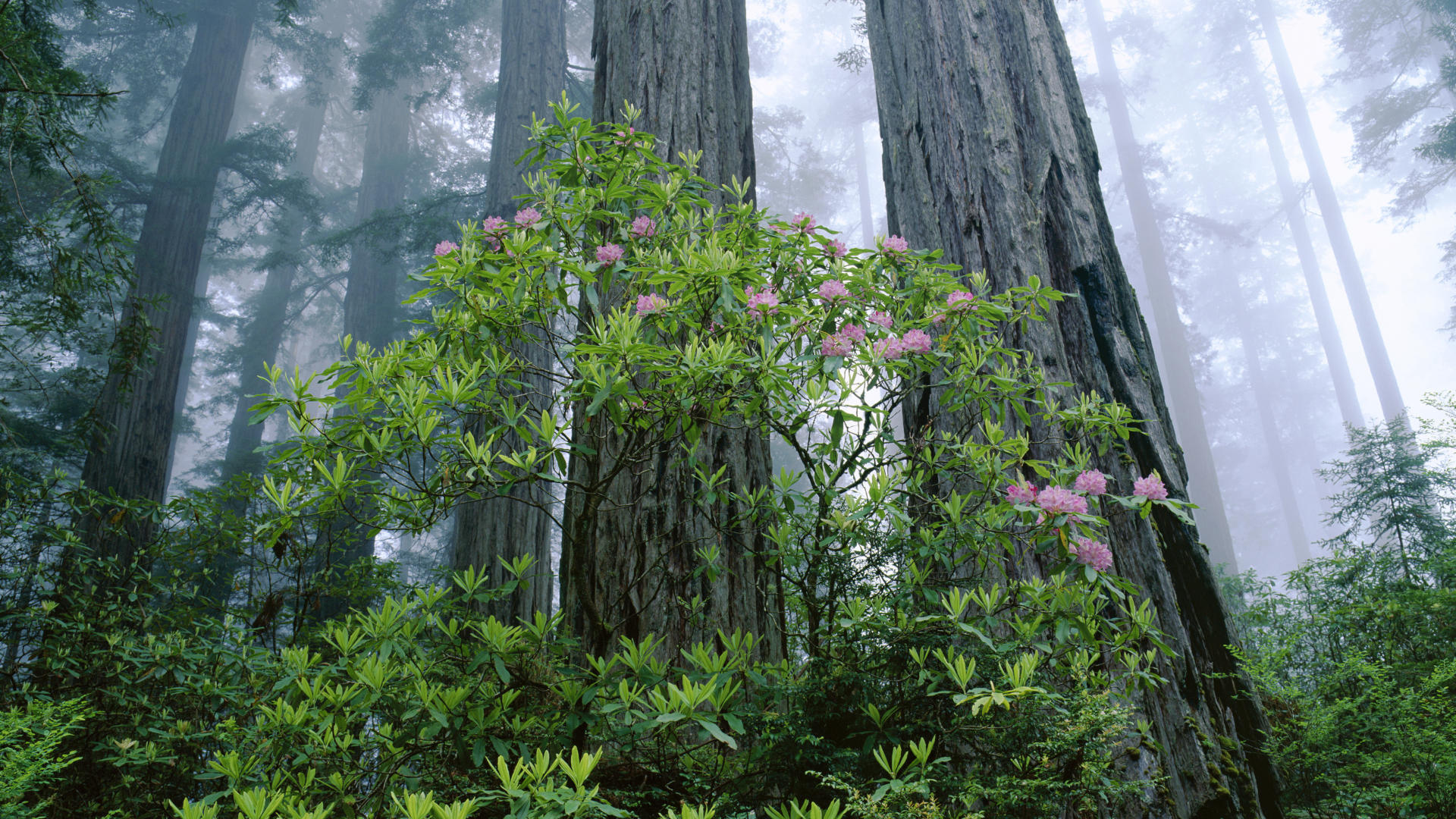 Fonds d'cran Nature Arbres - Forts 