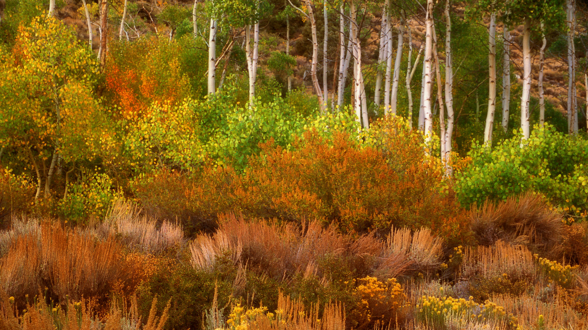 Fonds d'cran Nature Arbres - Forts 