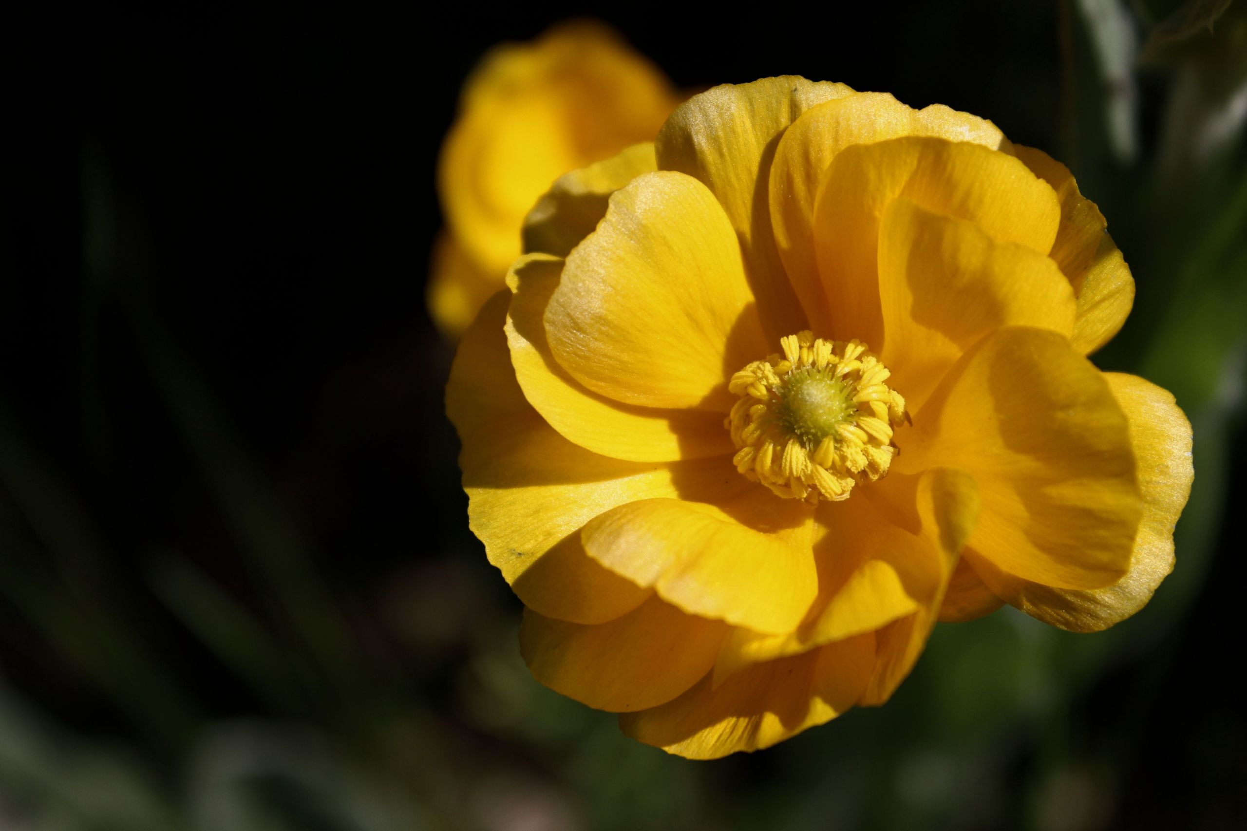 Fonds d'cran Nature Fleurs 