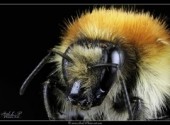  Animaux Bourdon - Macrophoto | www.axel-photo-art.com