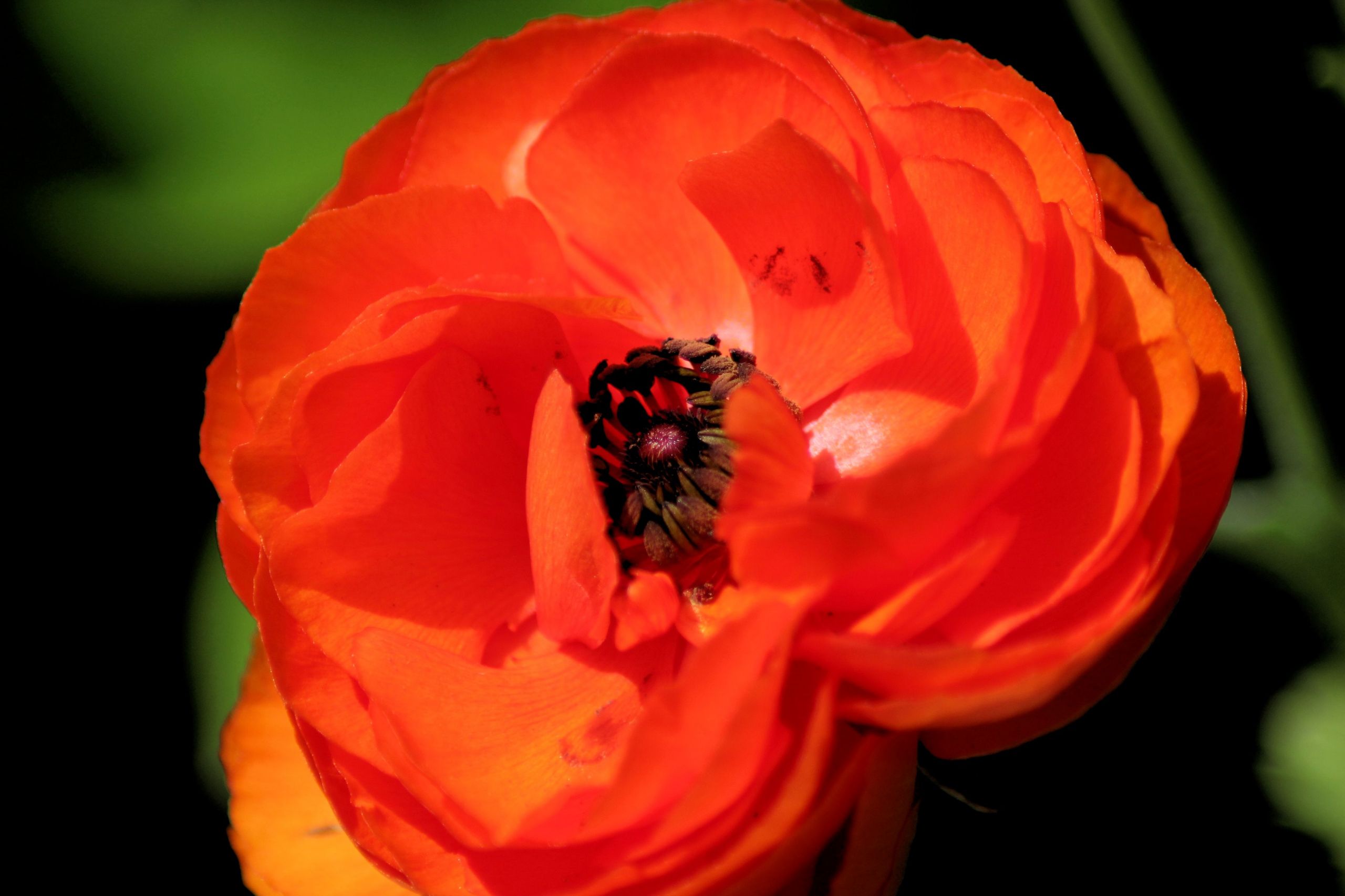 Fonds d'cran Nature Fleurs 