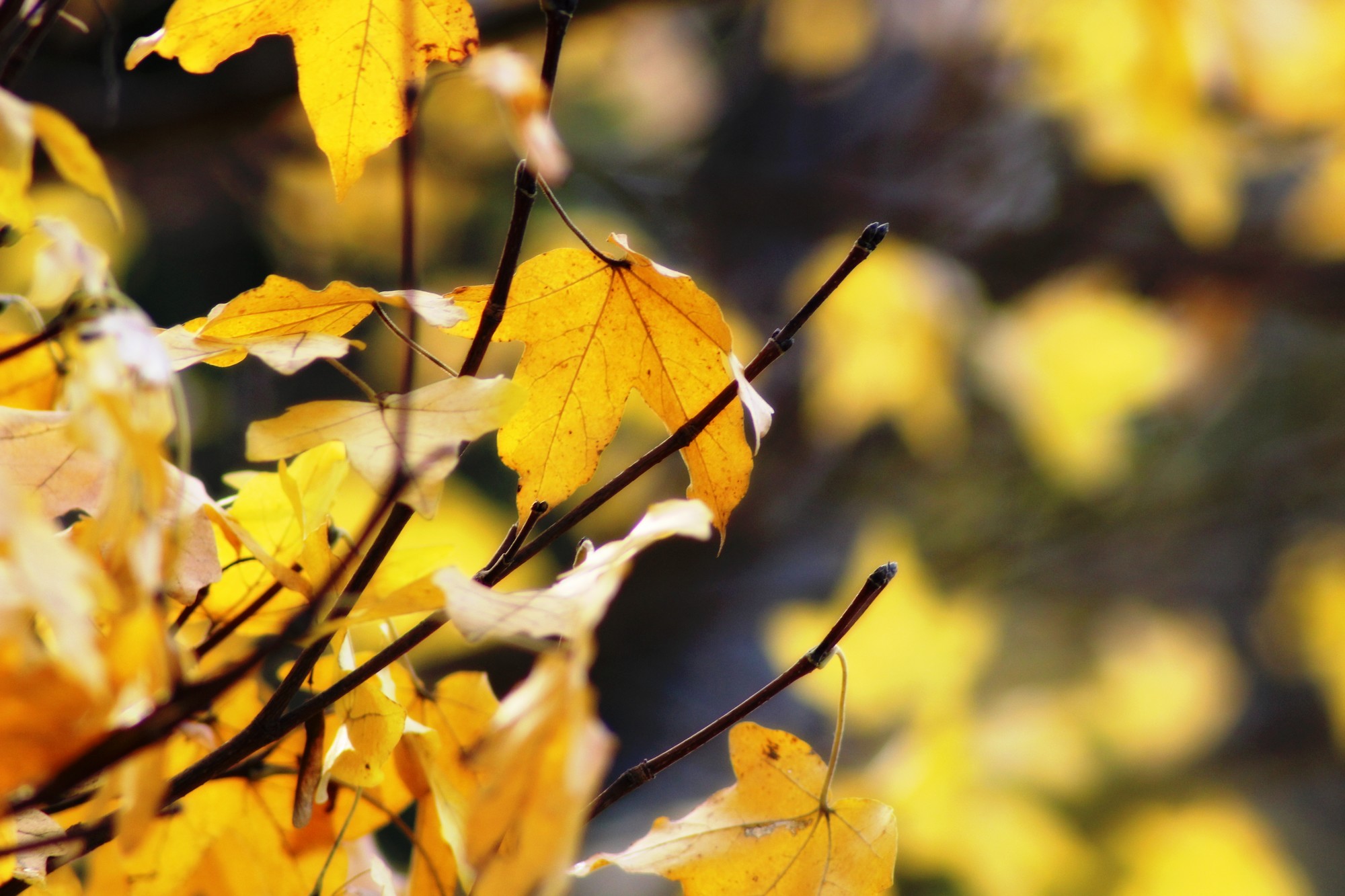 Wallpapers Nature Leaves - Foliage 