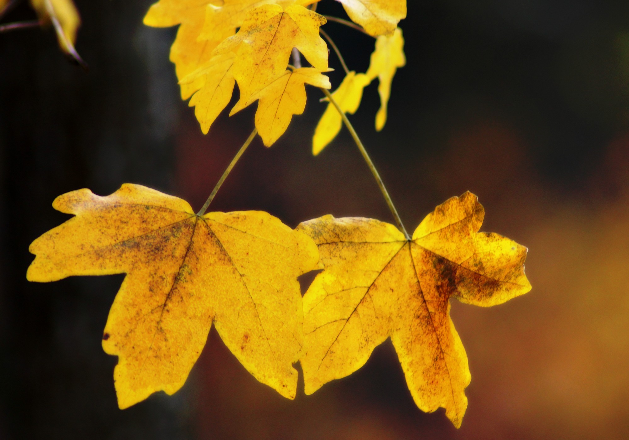 Wallpapers Nature Leaves - Foliage 