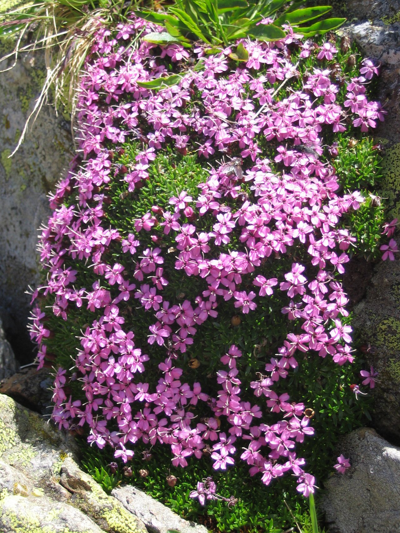 Fonds d'cran Nature Fleurs Des fleurs