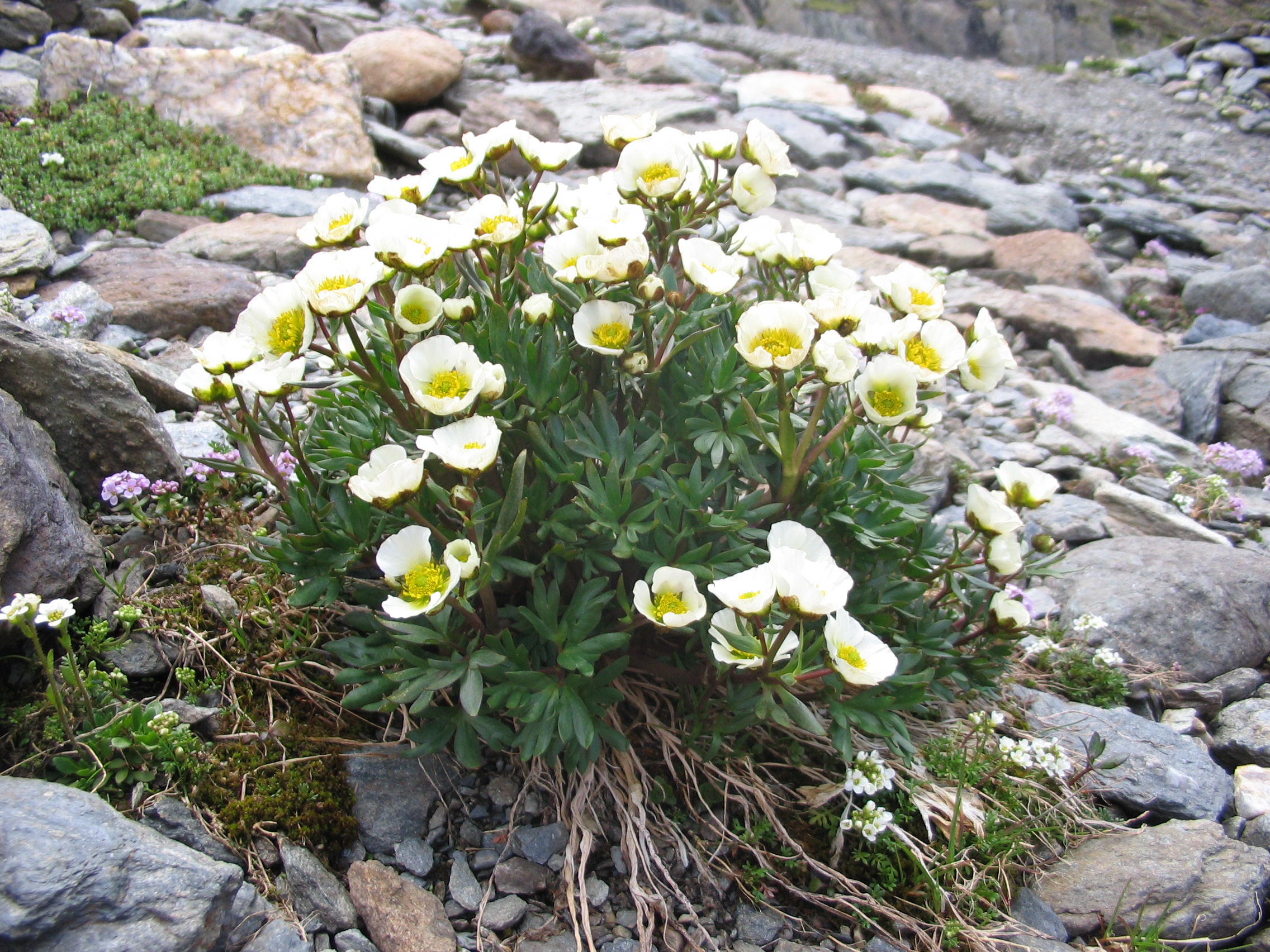 Fonds d'cran Nature Fleurs Des fleurs