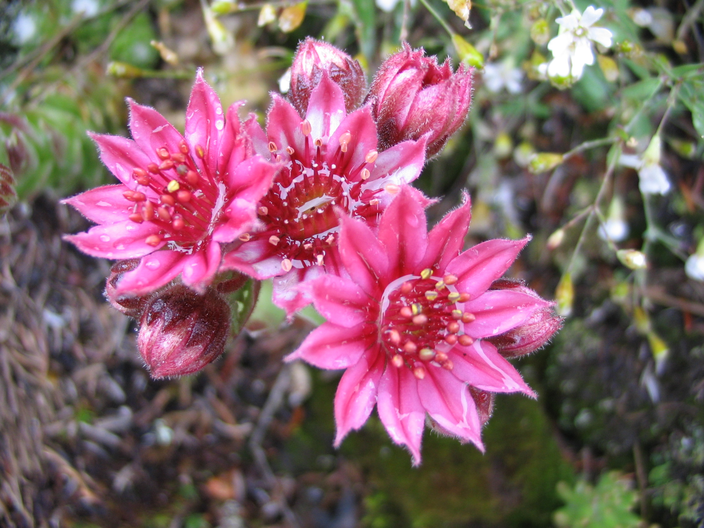 Fonds d'cran Nature Fleurs Des fleurs