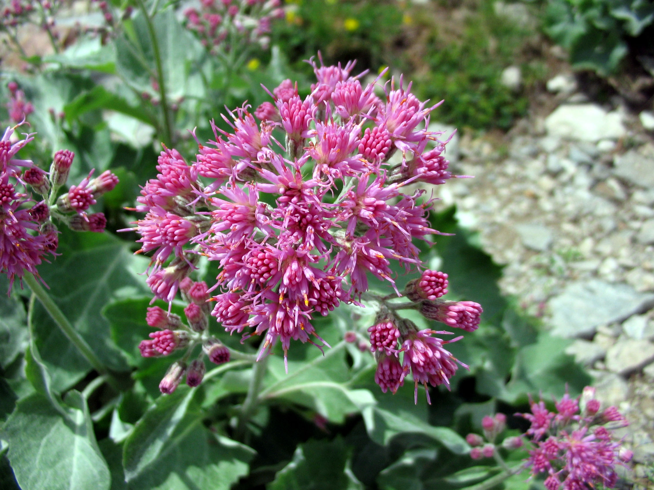 Fonds d'cran Nature Fleurs Des fleurs