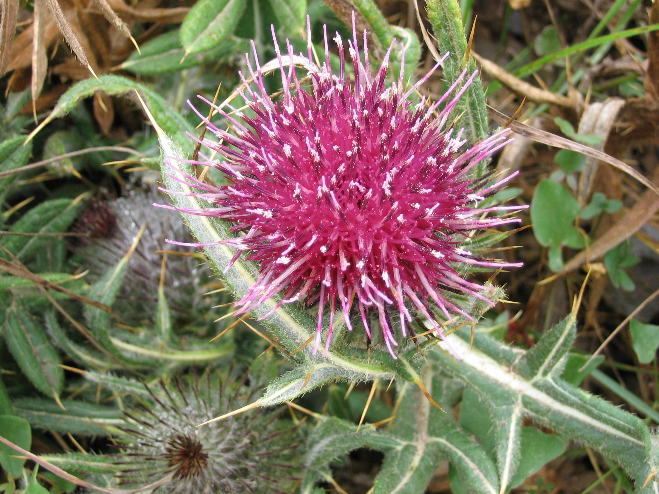 Fonds d'cran Nature Fleurs Des fleurs