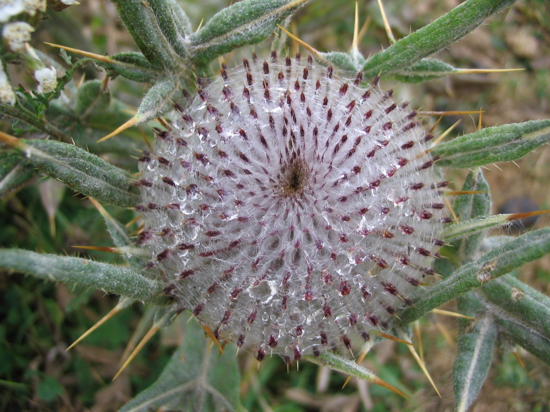 Fonds d'cran Nature Fleurs Des fleurs