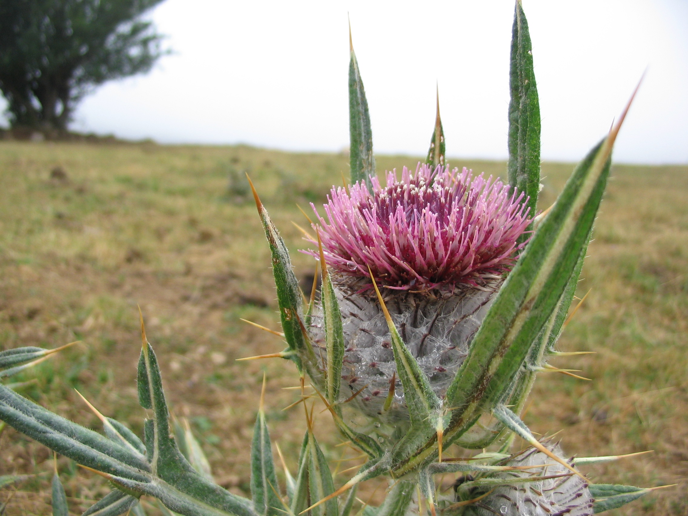 Fonds d'cran Nature Fleurs Des fleurs