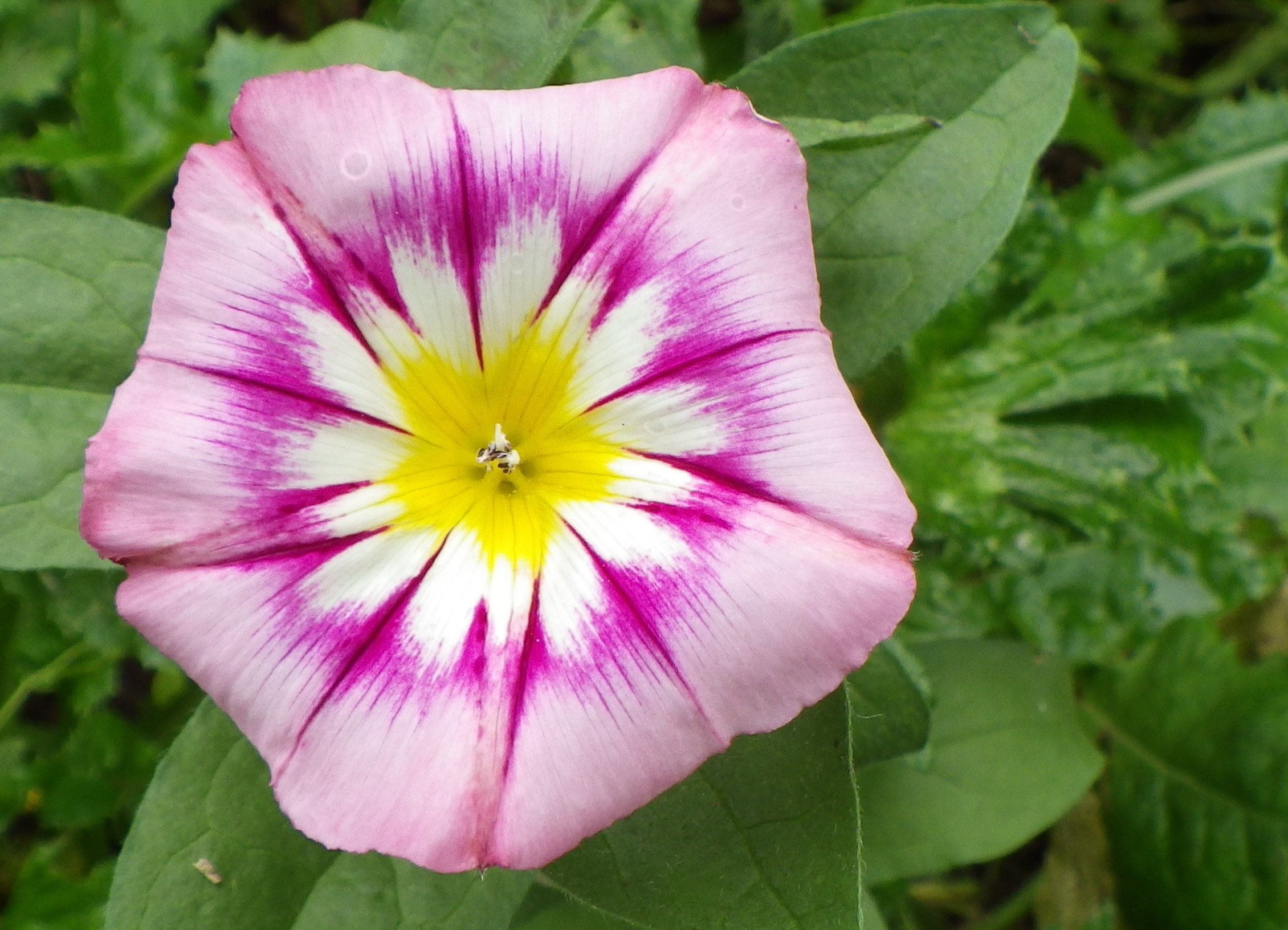 Fonds d'cran Nature Fleurs Des fleurs