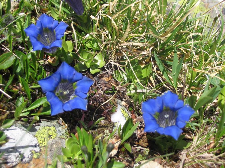 Fonds d'cran Nature Fleurs Des fleurs