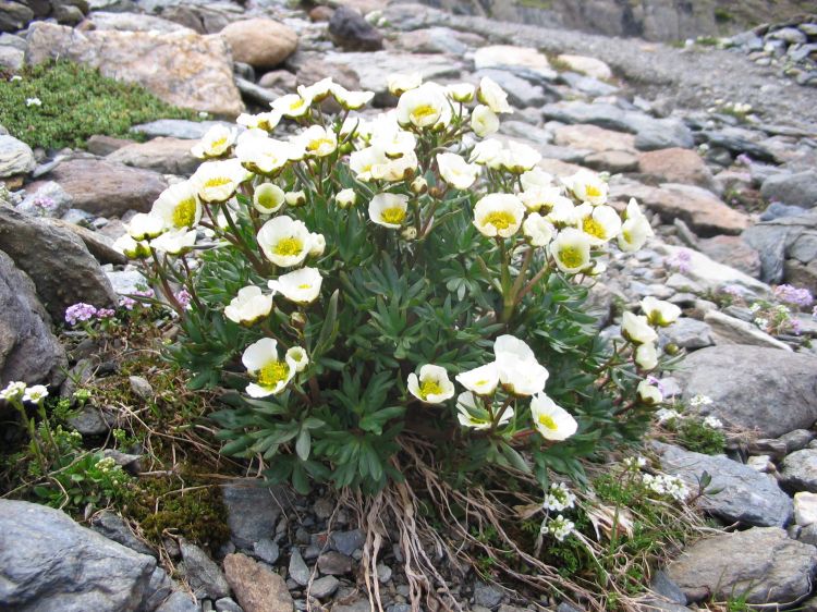 Fonds d'cran Nature Fleurs Des fleurs