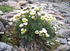  Nature Des fleurs